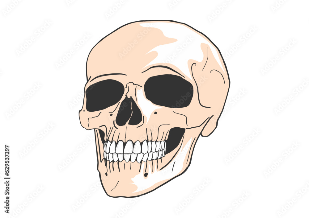 Cartoon human skull. Vector. Cartoon human skull. Vector.
