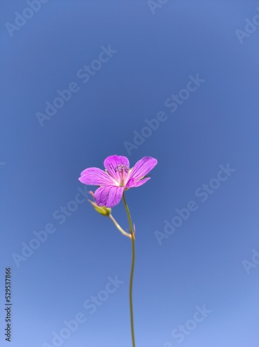 Fototapeta Naklejka Na Ścianę i Meble -  purple flower against blue sky