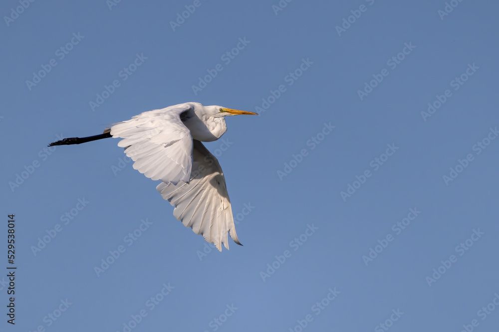 Great white egret (Ardea alba) in flight,white heron Great white egret (Ardea alba) in flight,white heron