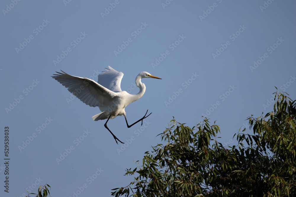 The great egret (Ardea alba) also known as the common egret, large egret, or great white egret or great white heron The great egret (Ardea alba) also known as the common egret, large egret, or great white egret or great white heron