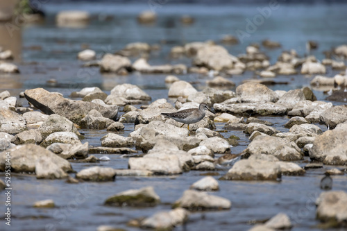 A shorebirds looking for food in shallow water in a river