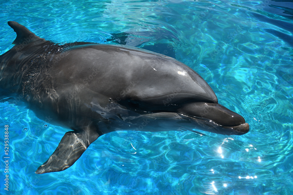 Obraz premium イルカの顔のアップ