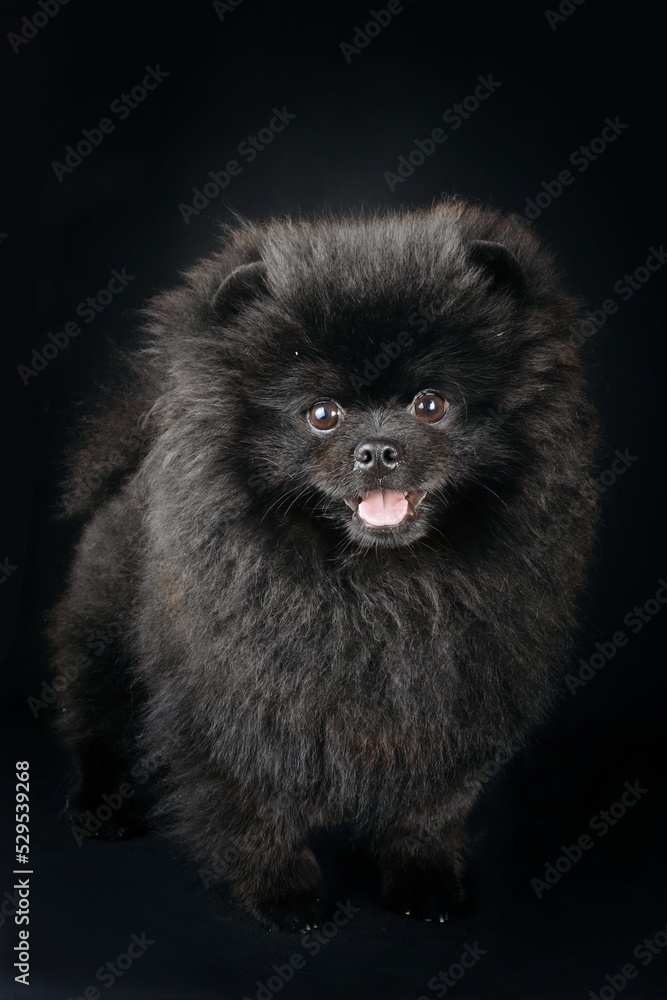 pomeranian spitz on black background pomeranian spitz on black background