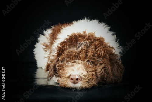 portrait of lagotto romagnolo dog in black background  photo