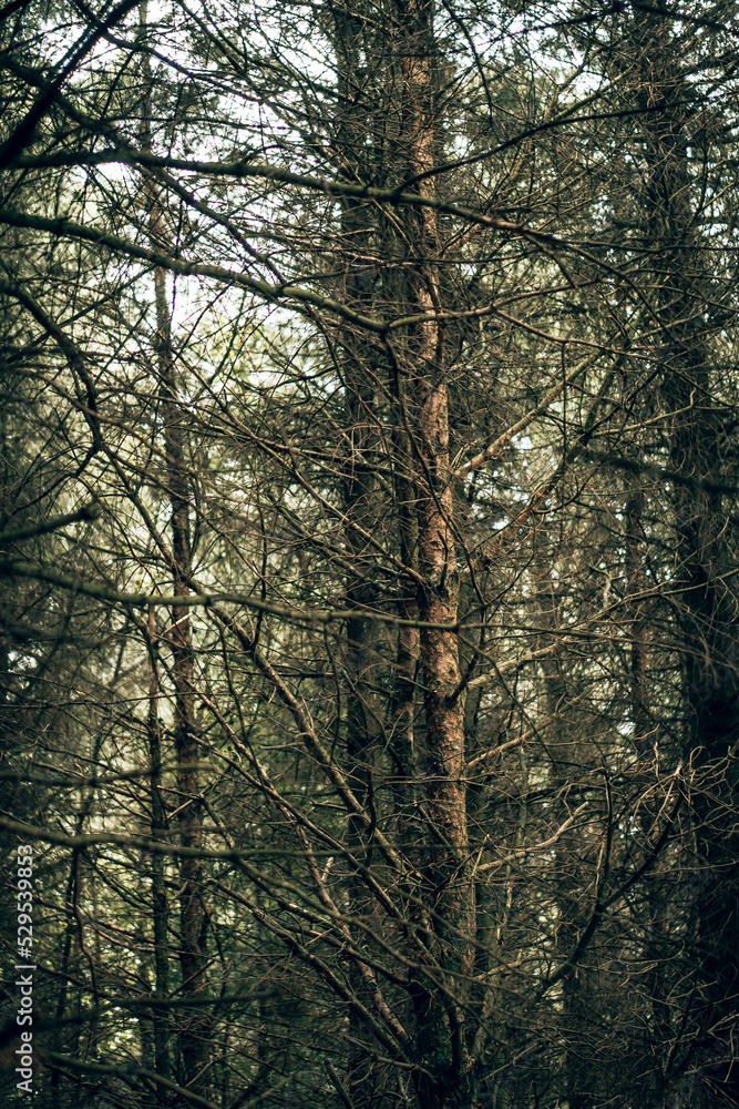Close ups inside a dry English woodland area with a retro film look
