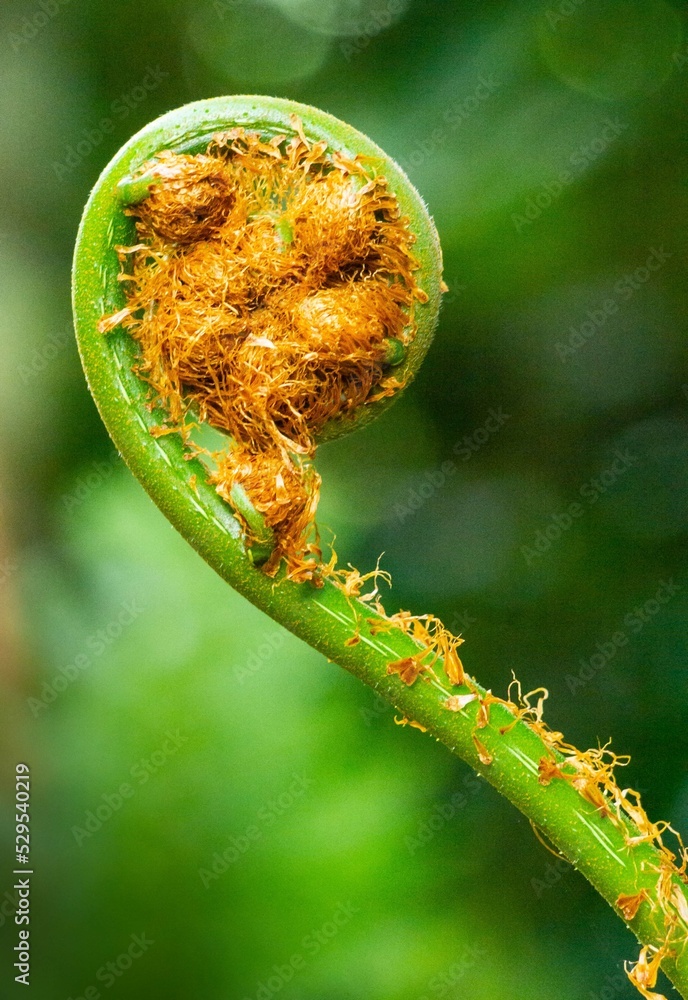 Naklejka premium amazonia, guía de palmera