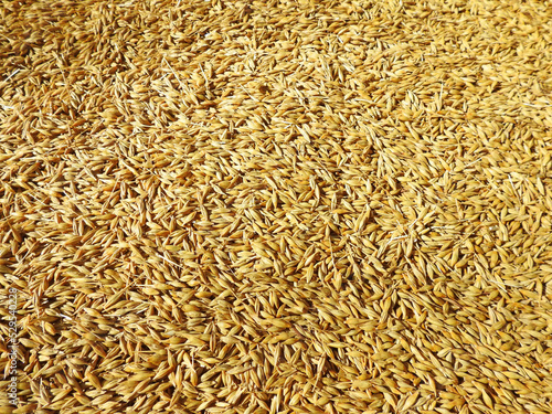 full frame of barley grains