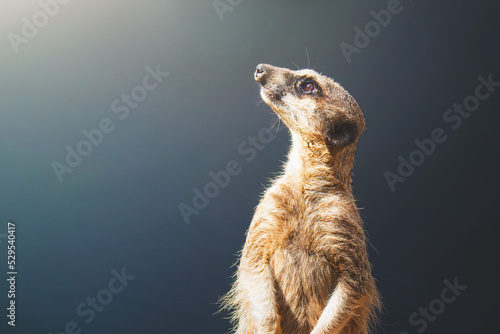 meerkat on guard duty