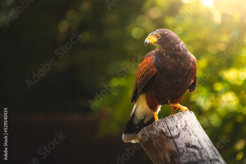 Harris hawk bird of prey perched