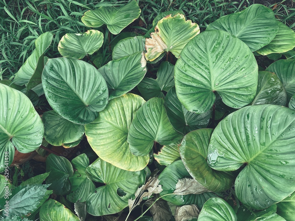 Beautiful of green tropical leaves Beautiful of green tropical leaves