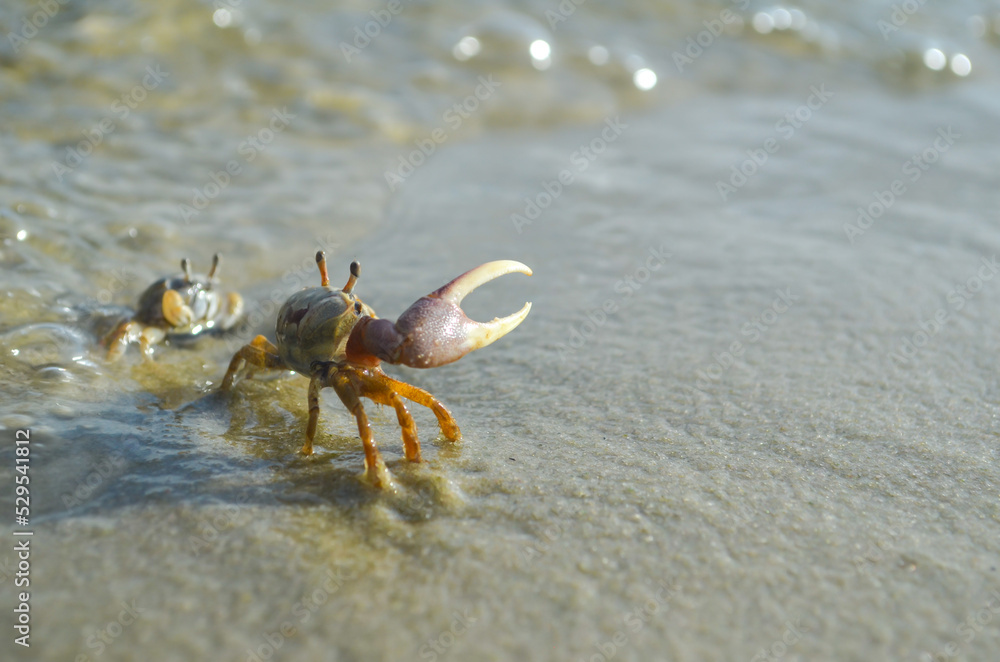 Foto de Male Fiddler Crab Defending His Female, Ono Island, Orange