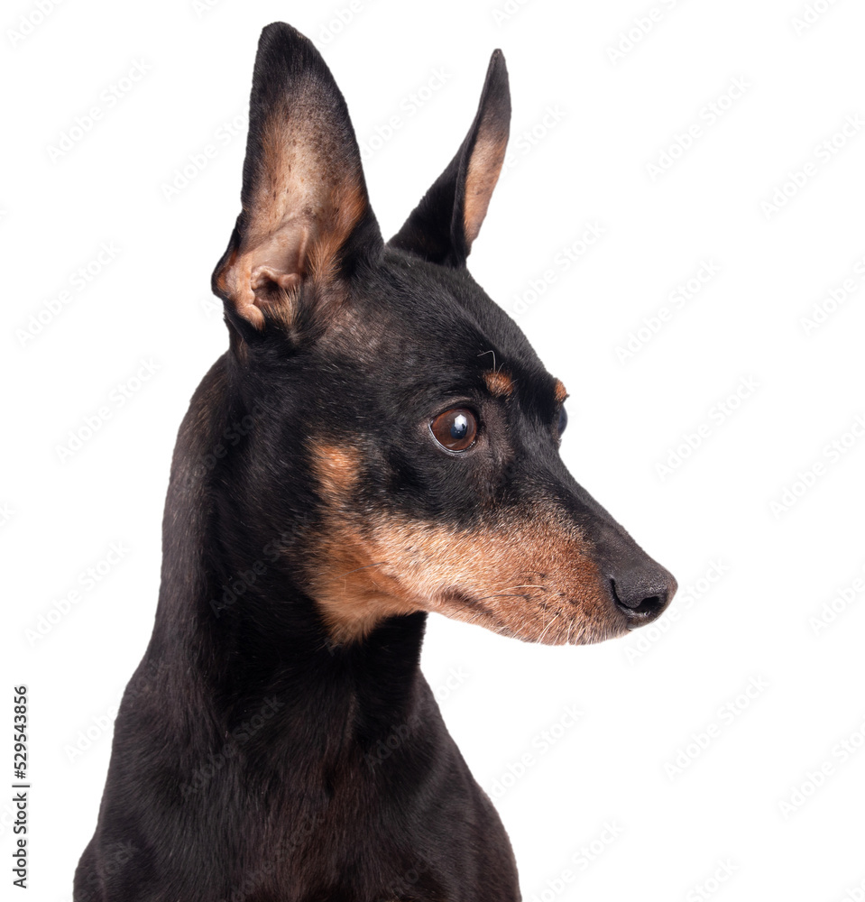 Portrait of a black male German Pinscher dog breed isolated over white background Portrait of a black male German Pinscher dog breed isolated over white background