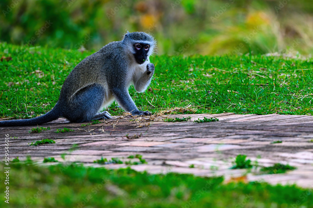 Obraz premium A surprised vervet monkey 