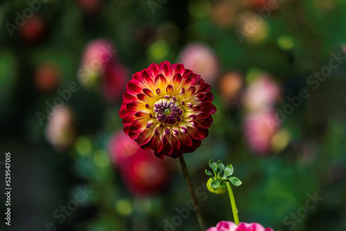 Dahlias blooming in summer