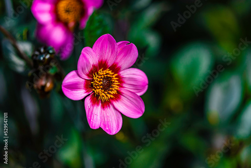 Dahlias blooming in summer
