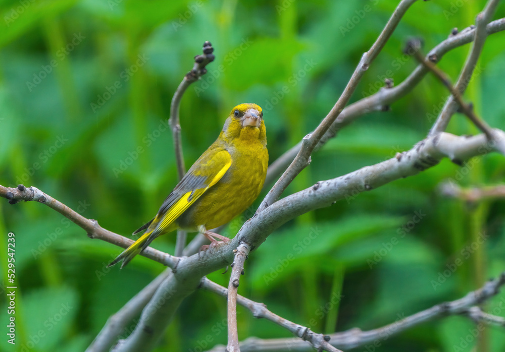 European greenfinch bird sitting on a branch close-up