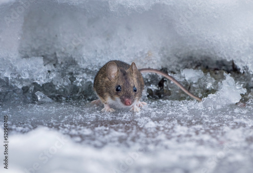 A field mouse, on a frosty winter morning, crawled out of a hole made in deep snow in search of food photo