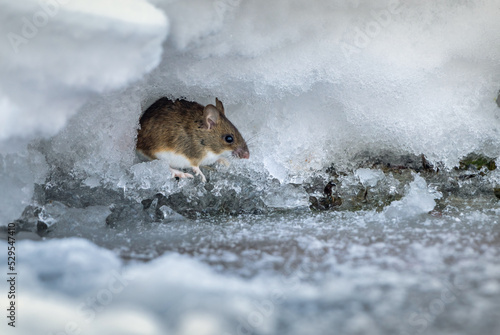 A field mouse, on a frosty winter morning, crawled out of a hole made in deep snow in search of food photo