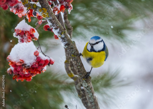 the Eurasian blue tit bird sits on a branch of a red mountain ash covered with snow
