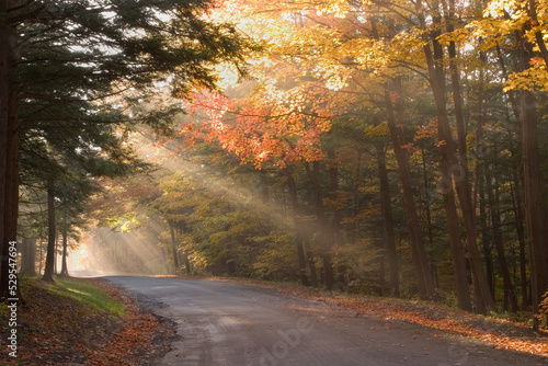  Sun rays though colorful fall trees in Chestnut Ridge Park in Western New York State USA