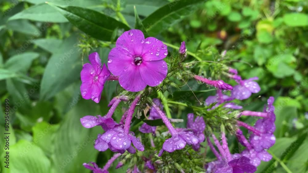 Flowerbed with flowers after rain with water drops Flowerbed with flowers after rain with water drops