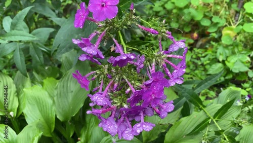 Wallpaper Mural Flowerbed with flowers after rain with water drops Torontodigital.ca
