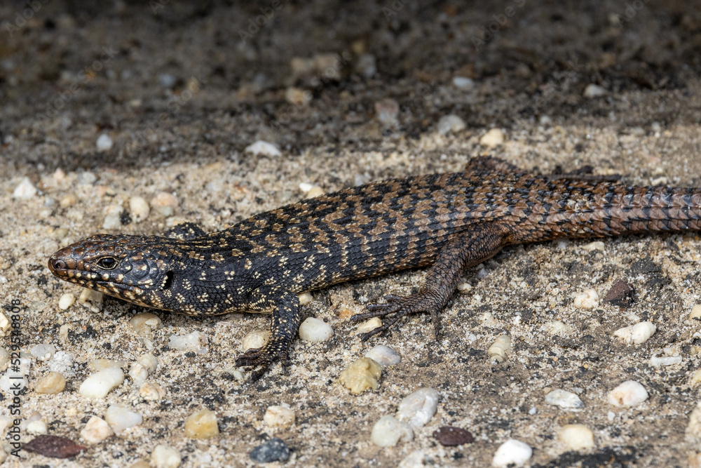 Cunningham's Rock Skink basking on sandstone rocks Cunningham's Rock Skink basking on sandstone rocks