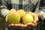 Woman holding fresh ripe pears, closeup view