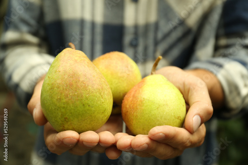 Woman holding fresh ripe pears, closeup view