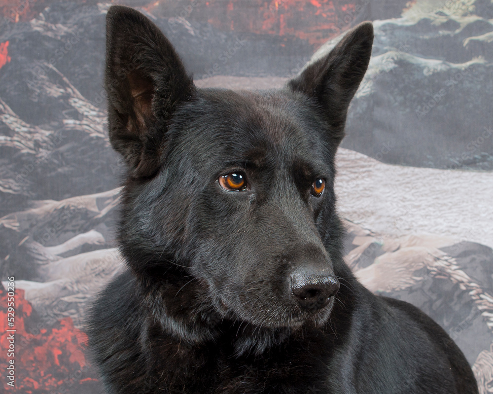 portrait of a black dog.portrait of a black german shepherd portrait of a black dog.portrait of a black german shepherd