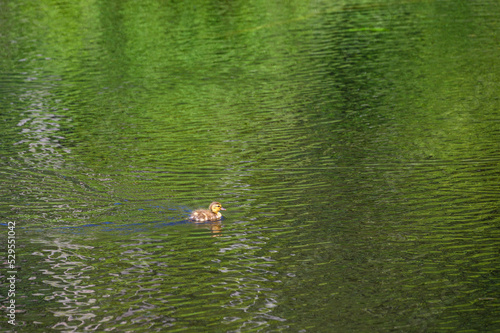 Single baby mallard duckling swimming in a wetland pond, green reflections in water 