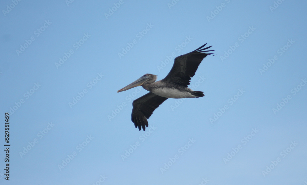 Obraz premium pelican is coming