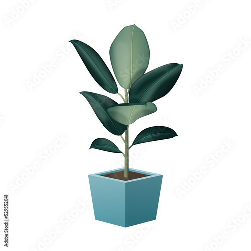Fikus - egzotyczne liście w jasnej niebieskiej doniczce. Botaniczna ilustracja tropikalnej rośliny. Ficus elastica.