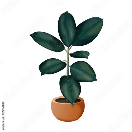 Fikus - egzotyczne liście w małej glinianej doniczce. Botaniczna ilustracja tropikalnej rośliny. Ficus elastica.