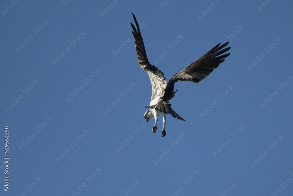 Osprey in flight overhead with wings spread plunging down to lake to catch a fish Osprey in flight overhead with wings spread plunging down to lake to catch a fish