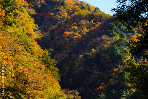 紅葉　山