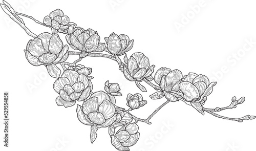 Hand drawing of magnolia in botanical illustration ink engraving style vector