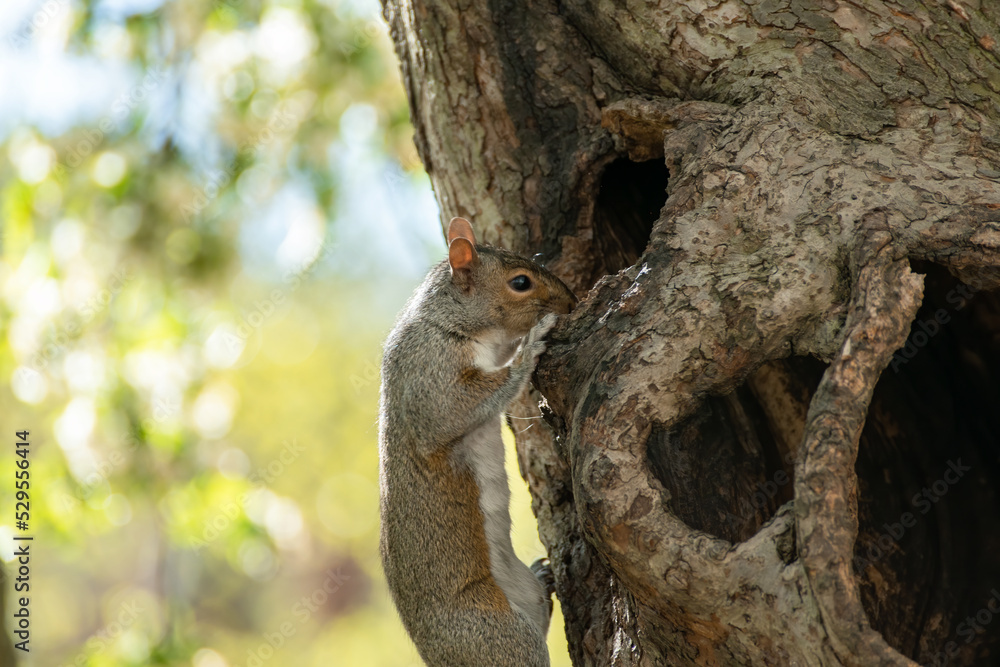 squirrel on a tree squirrel on a tree