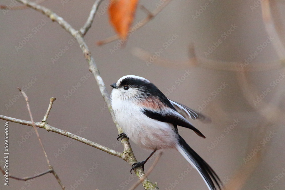 Obraz premium エナガ