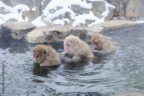 ぬくぬくと温泉に浸かる日本猿