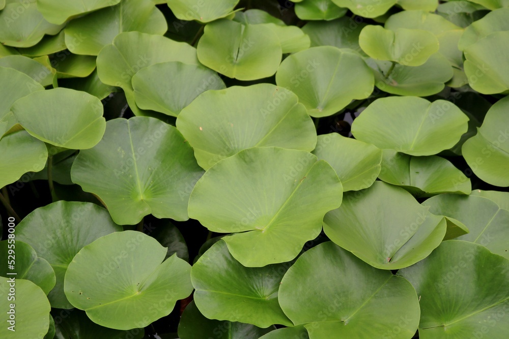 丸い葉っぱが重なり合う秋のスイレン池　静かな公園　古河