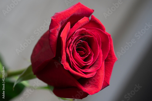 Red rose on a blurred background with space for text. Floral background for photo wallpaper, screen saver, banner. High quality photo The soft focus of the photo is not in sharpness.