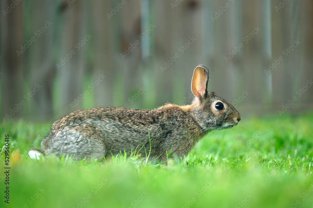 Fototapeta premium Grey small hare eating grass on summer field. Wild rabbit in nature