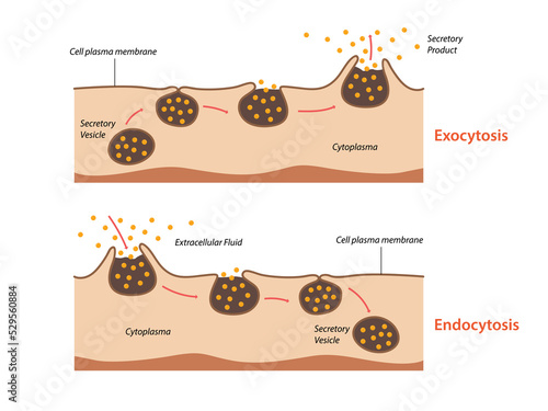 Endocytosis, exocytosis. The cell transports proteins into the cell photo