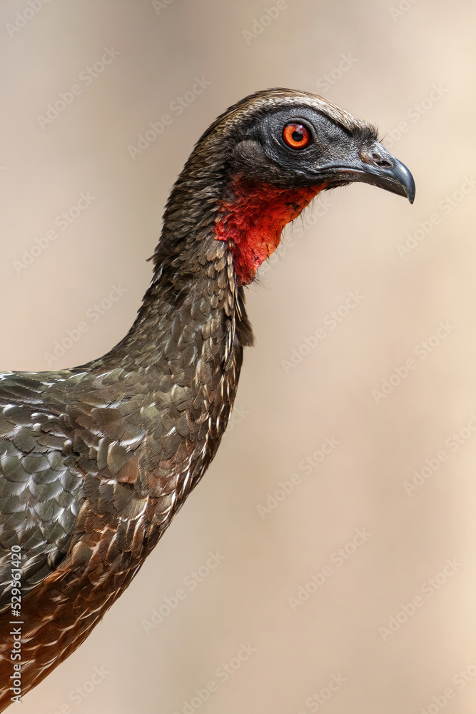 Ochogaster Ochogaster