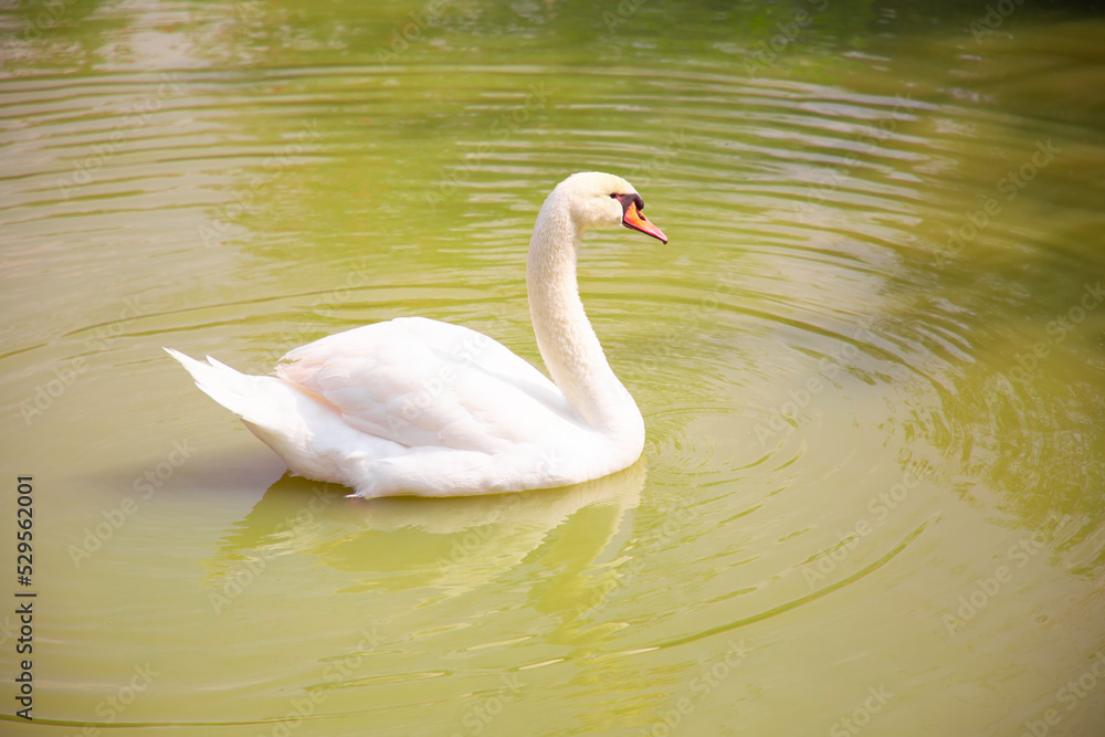 Fototapeta premium A white swan is swimming