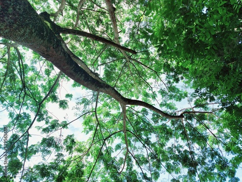 trees and green leaves in nature park