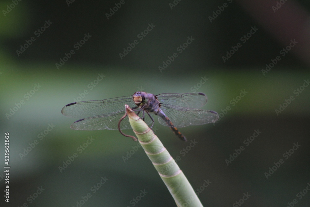 Dragonflies or sibar-sibar and needle dragonflies are a group of insects belonging to the Odonata nation. These two types of insects are rarely far from the water, where they lay their eggs and spend Dragonflies or sibar-sibar and needle dragonflies are a group of insects belonging to the Odonata nation. These two types of insects are rarely far from the water, where they lay their eggs and spend