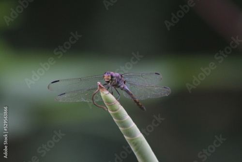 Dragonflies or sibar-sibar and needle dragonflies are a group of insects belonging to the Odonata nation. These two types of insects are rarely far from the water, where they lay their eggs and spend  © Dyto