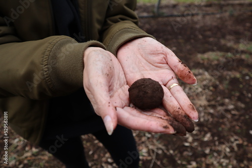 Hands holding black truffle form earth that has been dug from the ground. Truffle hunting